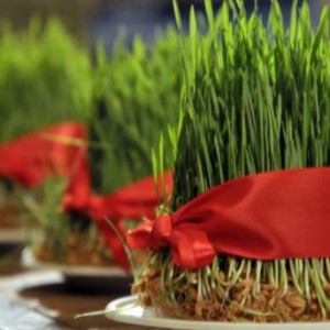 Novruzun ilk qaranquşu gəldi – SU ÇƏRŞƏNBƏSİ.